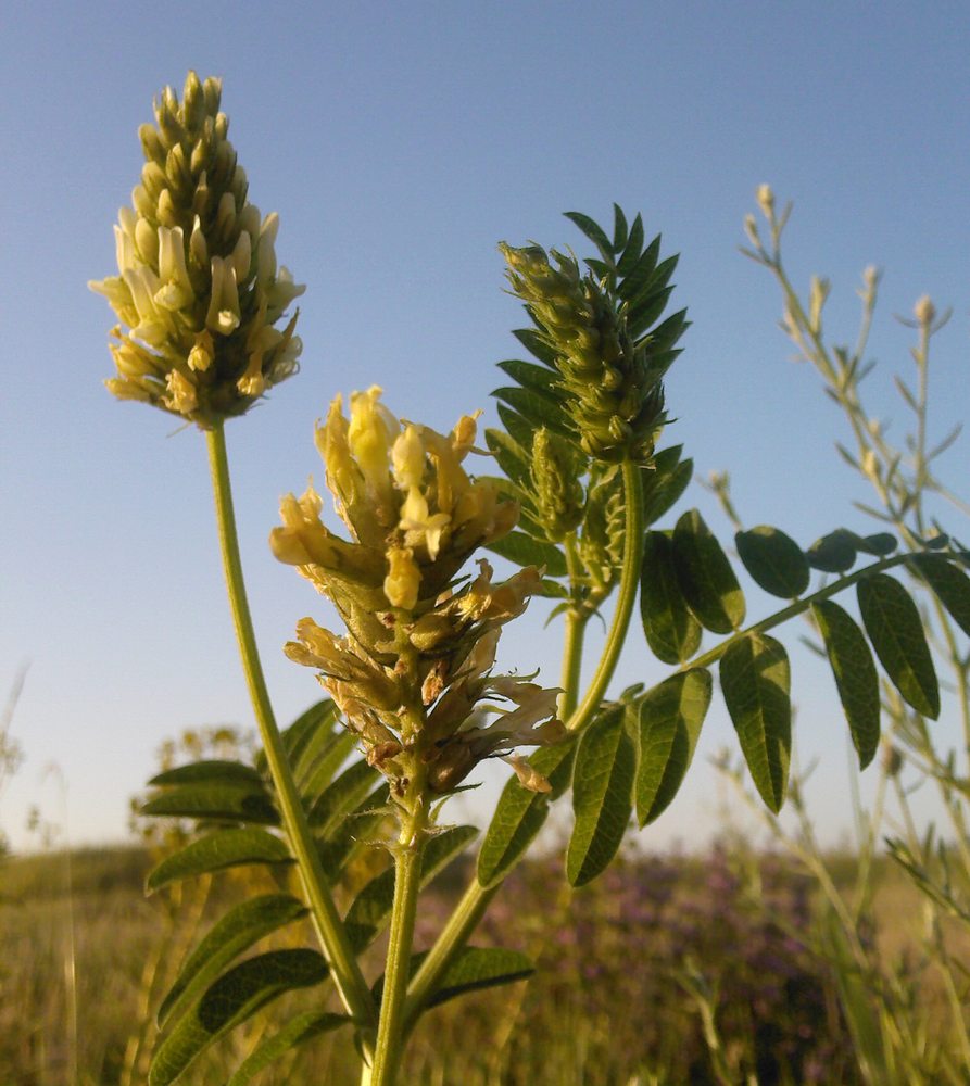 Image of Astragalus cicer specimen.