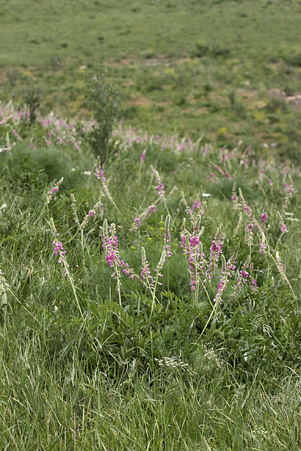 Изображение особи Onobrychis grandis.