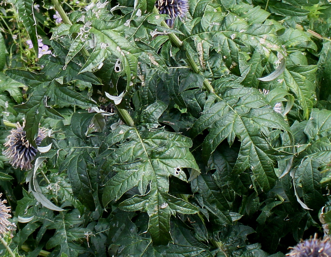 Изображение особи Echinops bannaticus.