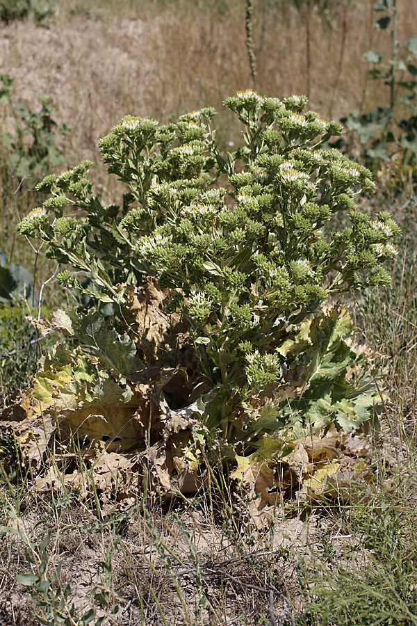 Изображение особи Cousinia triflora.