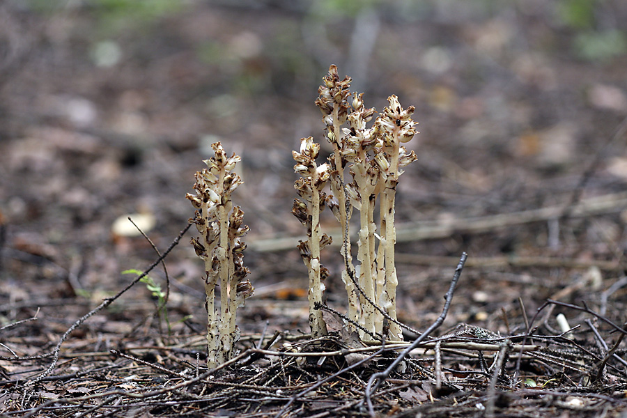 Изображение особи Hypopitys monotropa.