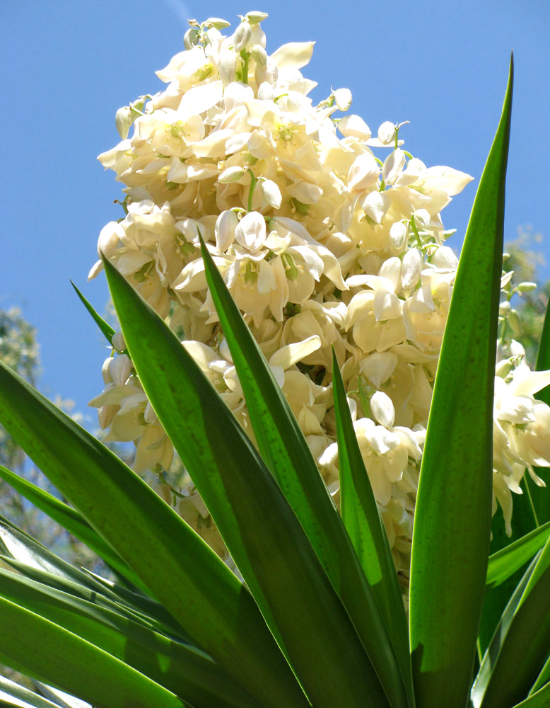 Изображение особи Yucca gigantea.