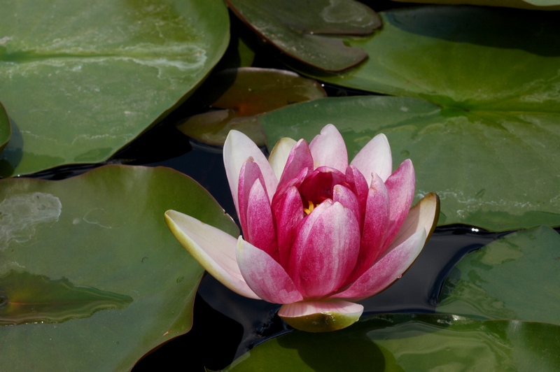 Image of Nymphaea &times; marliacea specimen.