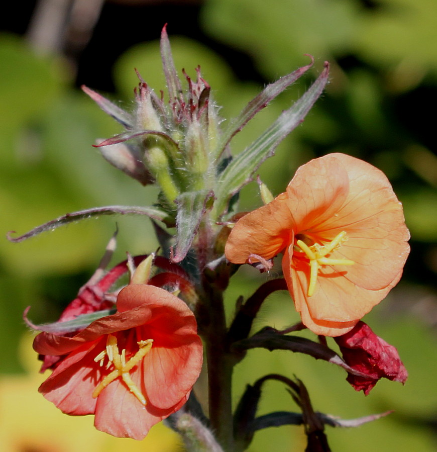 Image of Oenothera versicolor specimen.