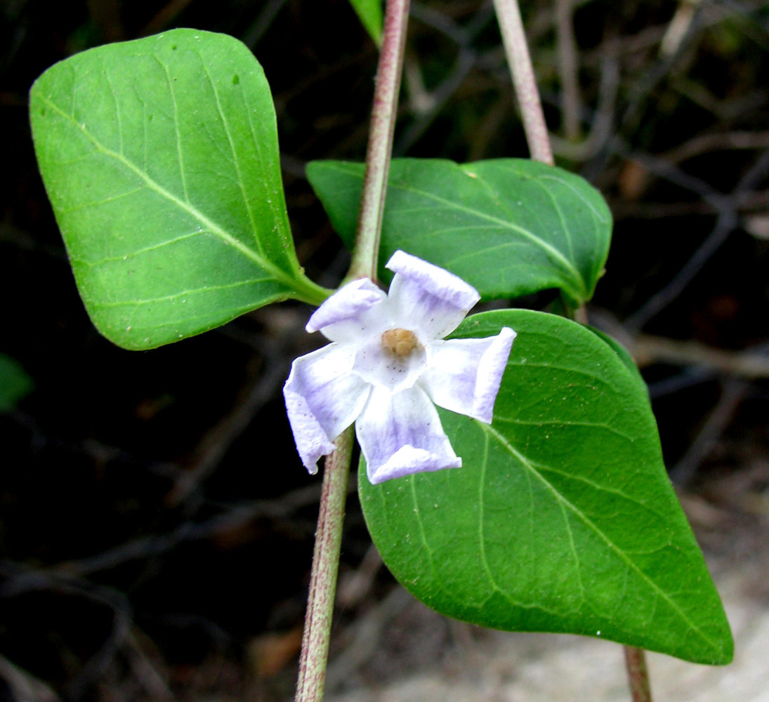 Image of Vinca difformis specimen.