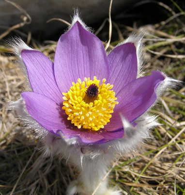 Image of Pulsatilla taurica specimen.