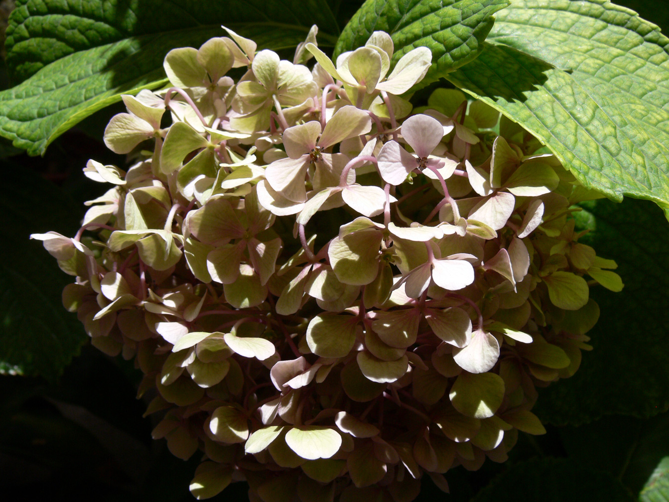 Image of Hydrangea arborescens specimen.