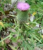 Cirsium vulgare. Верхушка побега с соцветием. Кыргызстан, северный берег озера Иссык-Куль, Григорьевское ущелье. 08.08.2011.