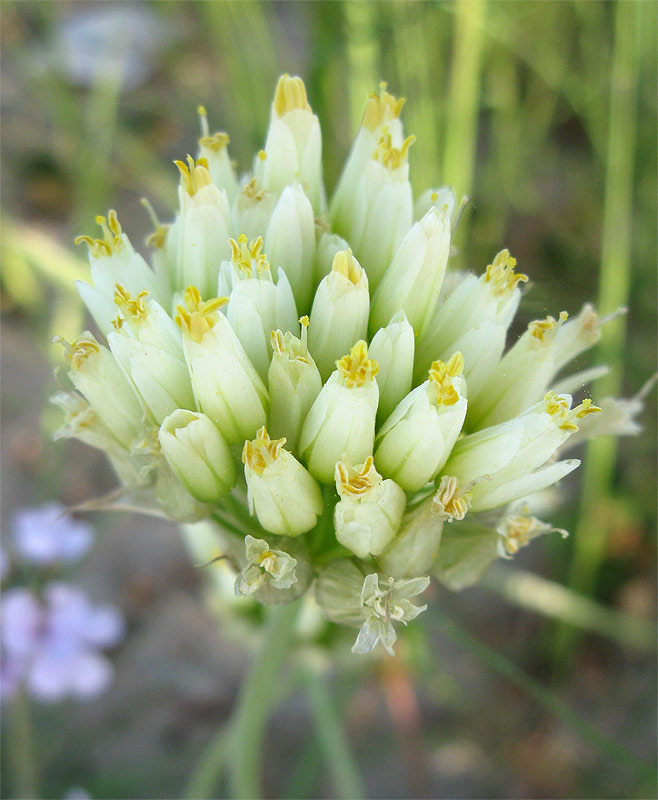 Image of Allium erdelii specimen.