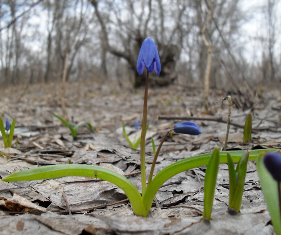 Image of Scilla siberica specimen.