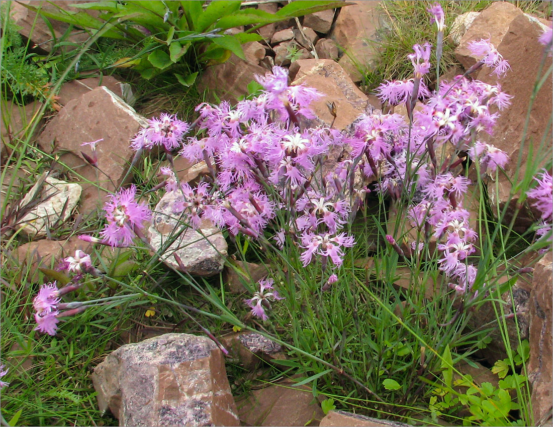 Image of Dianthus superbus ssp. norvegicus specimen.