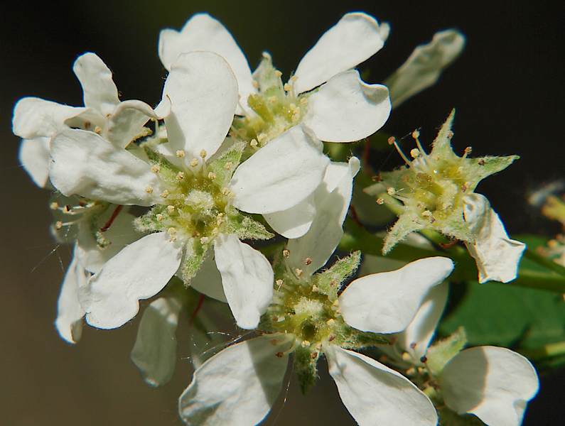 Image of Amelanchier spicata specimen.