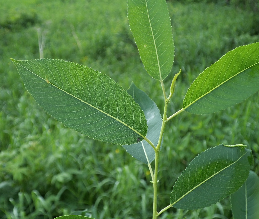 Image of Salix triandra specimen.