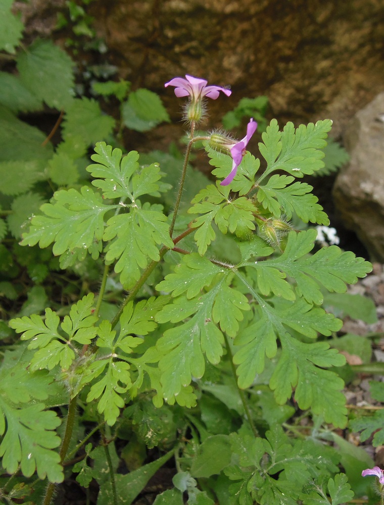 Изображение особи Geranium robertianum.