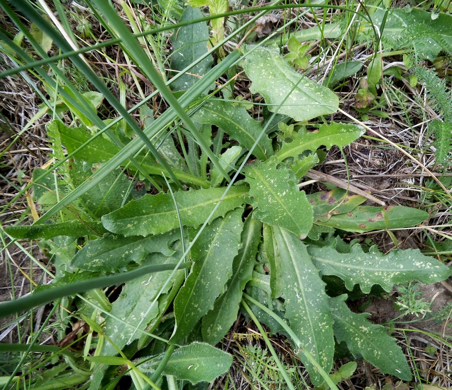 Image of Hypochaeris radicata specimen.