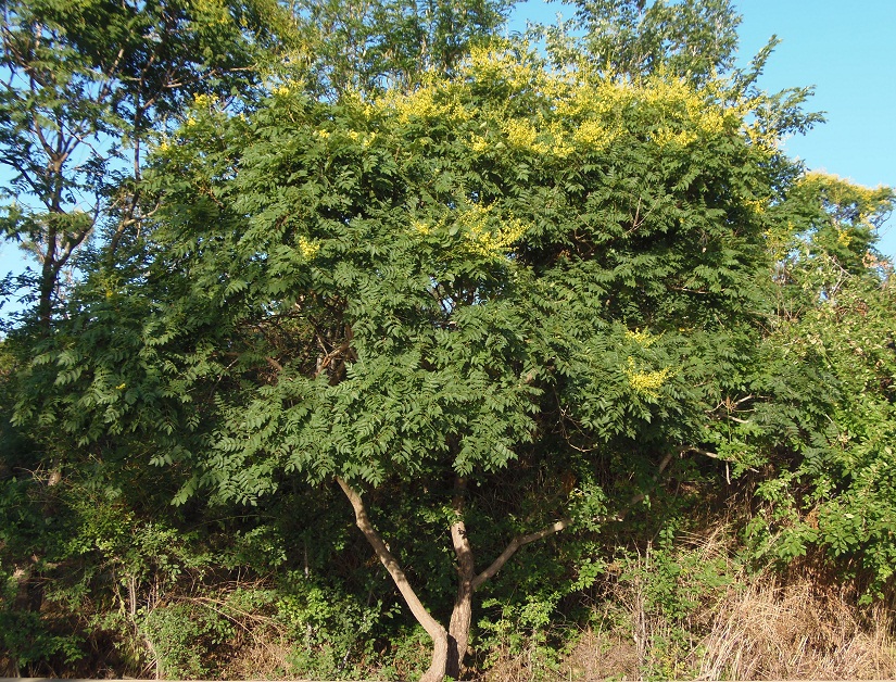 Image of Koelreuteria paniculata specimen.