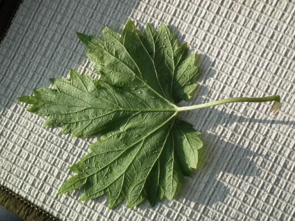 Image of Humulus lupulus specimen.