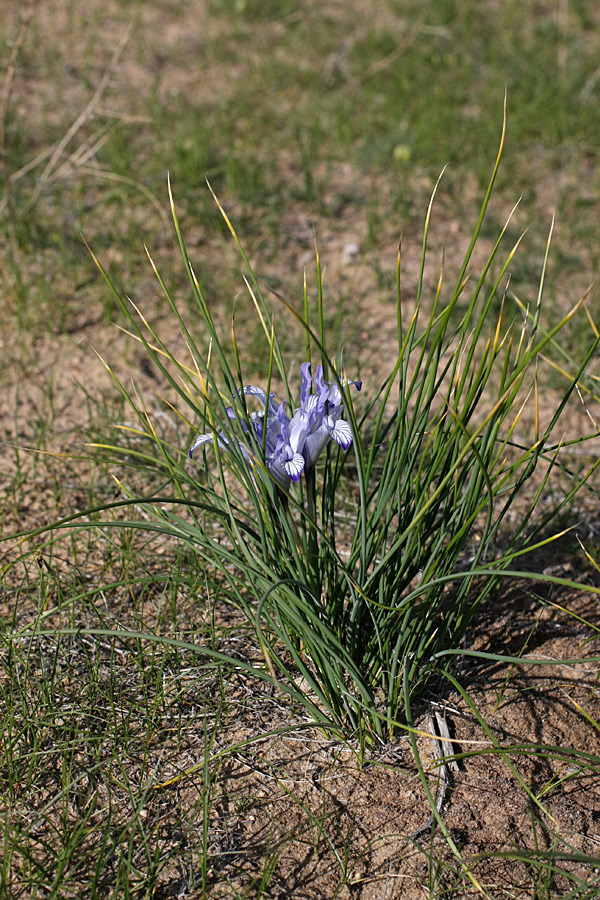 Изображение особи Iris tenuifolia.