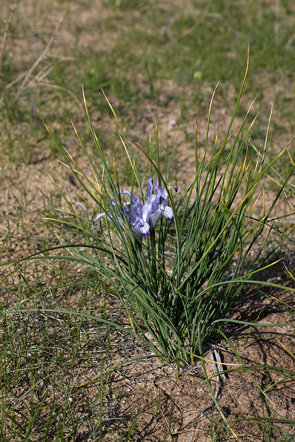 Image of Iris tenuifolia specimen.