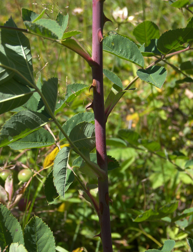 Image of Rosa balcarica specimen.