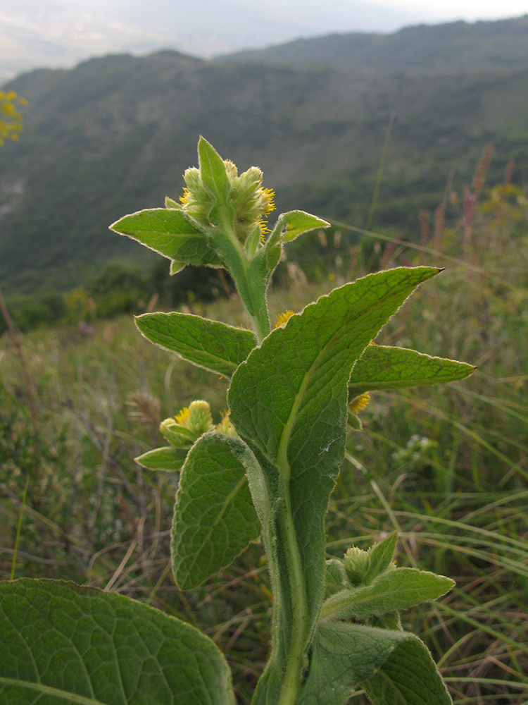 Image of Inula thapsoides specimen.