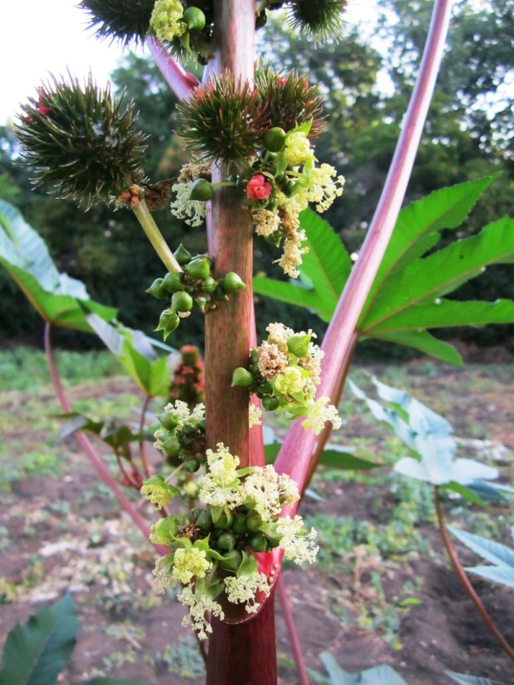 Изображение особи Ricinus communis.