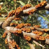 Hippophae rhamnoides. Часть ветви с почками. Краснодарский край, Крымский р-н, окр. станицы Нижнебаканская, в разреженном лесу близ небольшого водоёма. 29.09.2013.