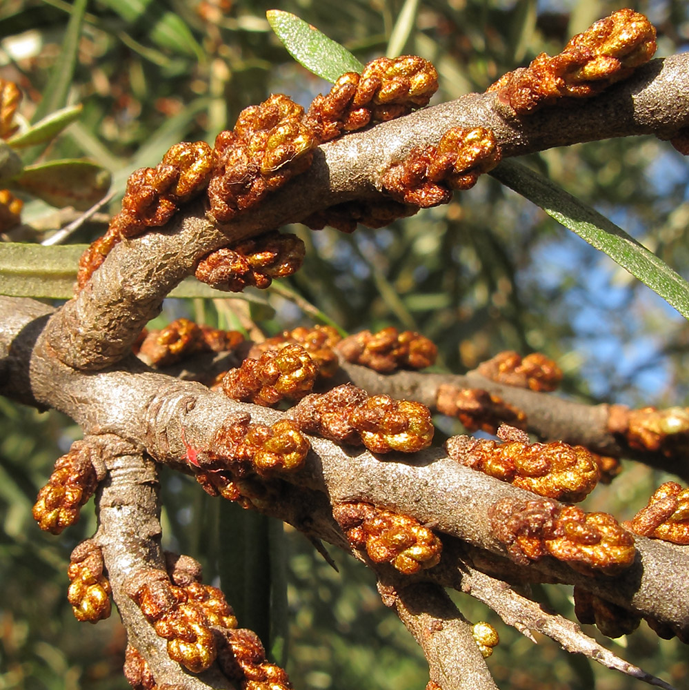 Image of Hippophae rhamnoides specimen.