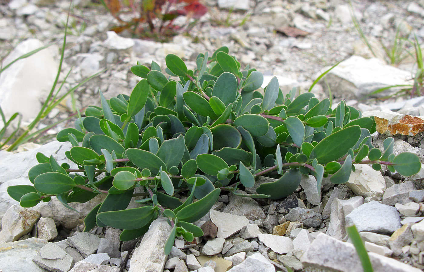 Изображение особи Coronilla scorpioides.