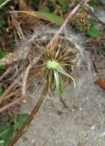 genus Taraxacum. Соплодие с частично облетевшими семянками. Крым, окр. Феодосии, Курортное, набережная, между тротуарными плитами. 3 ноября 2013 г.