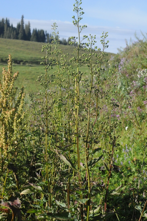 Изображение особи Scrophularia umbrosa.