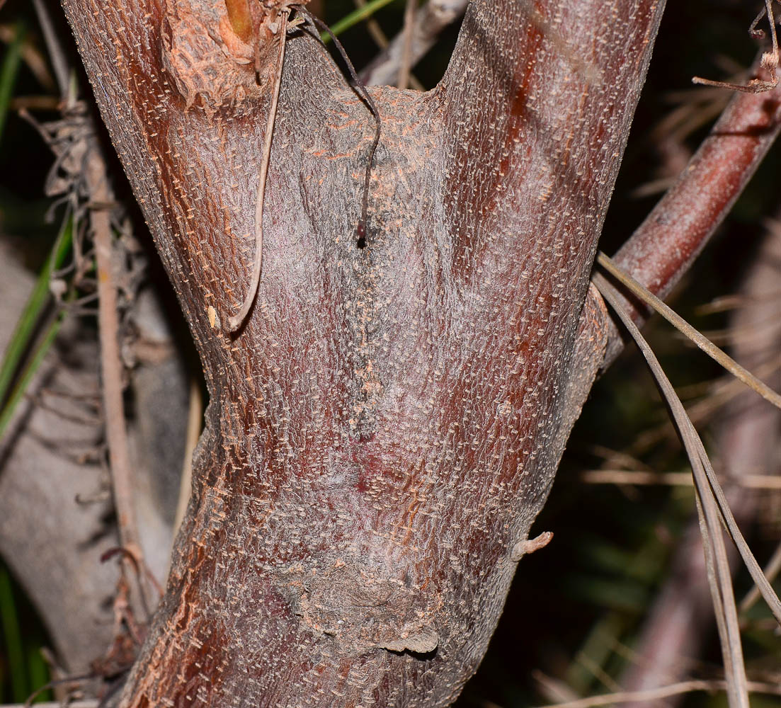 Изображение особи Grevillea longistyla.