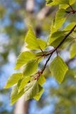 Betula subarctica. Веточка. Карелия, оз. Топозеро, песчаный берег небольшого островка. 13.06.2013.