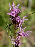 Liatris elegans