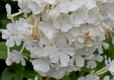 Phlox paniculata