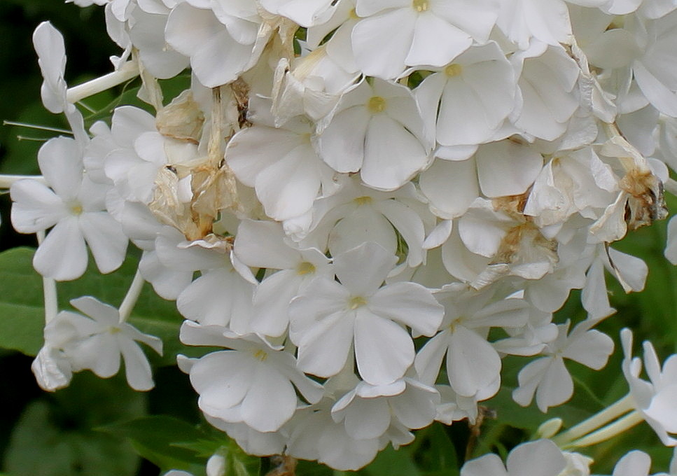 Image of Phlox paniculata specimen.