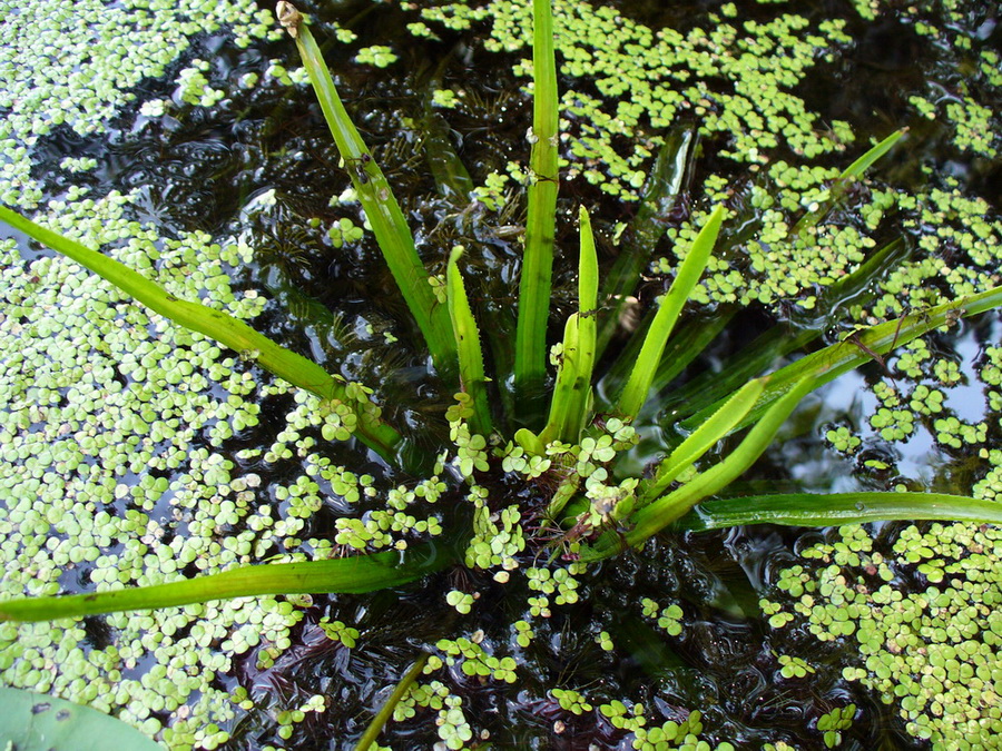 Image of Stratiotes aloides specimen.