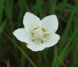 Parnassia palustris. Цветок. Иркутская обл., Иркутский р-н, левый берег р. Иркут, сырой луг. 07.08.2009.