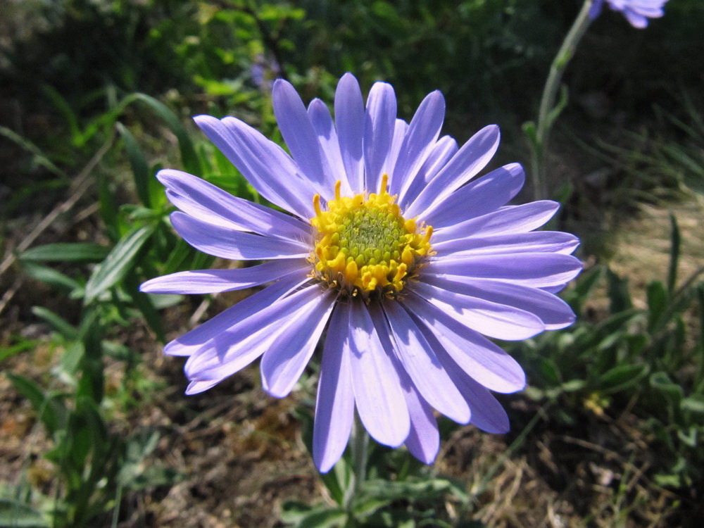 Изображение особи Aster alpinus.