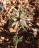 Trifolium stellatum. Верхушка растения с соплодием. Израиль, гора Гильбоа, гарига. 22.03.2014.