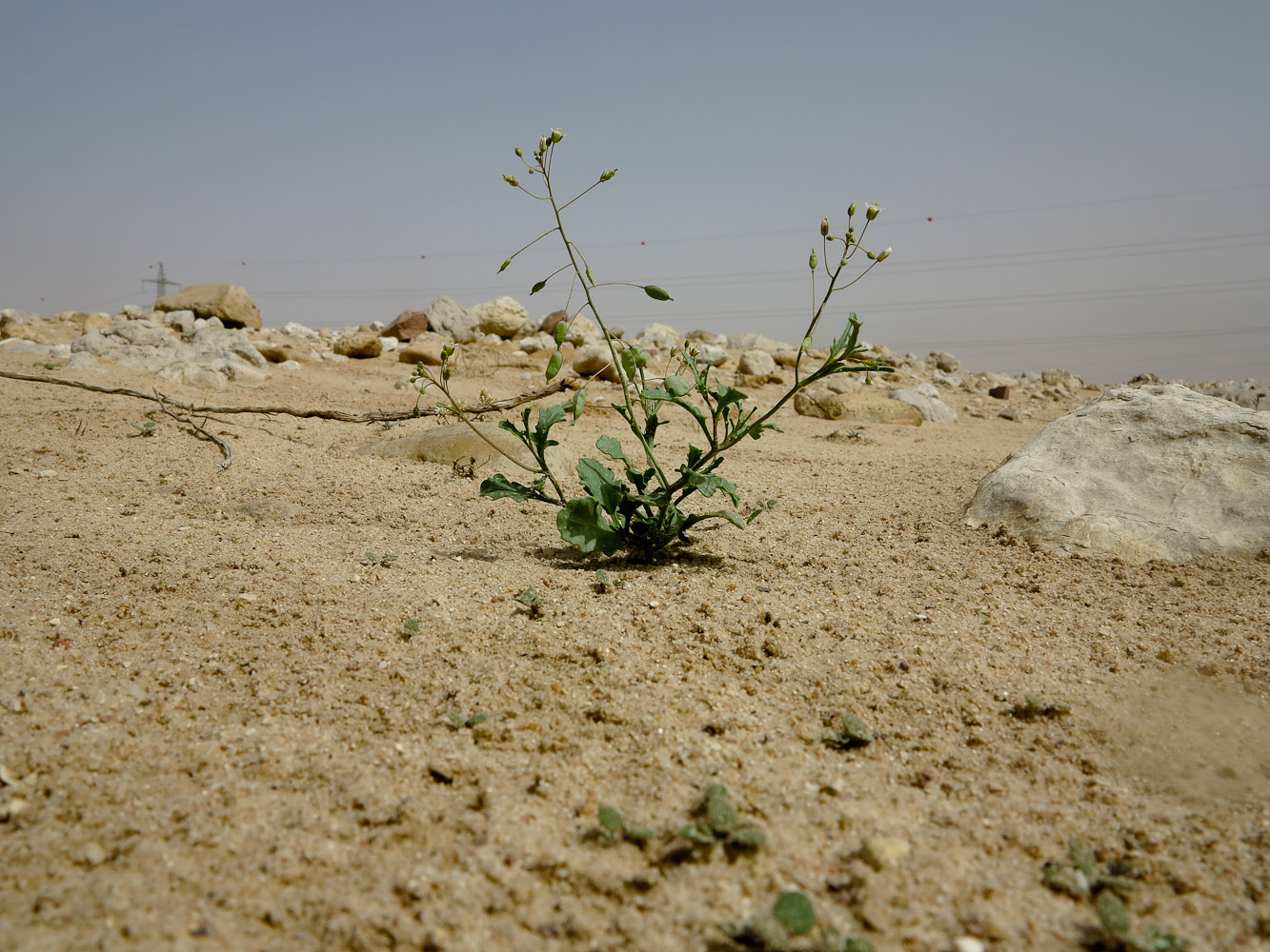 Image of Savignya parviflora specimen.