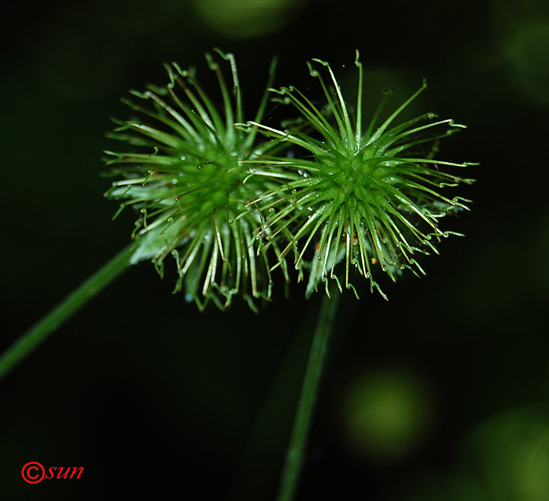 Изображение особи Geum urbanum.