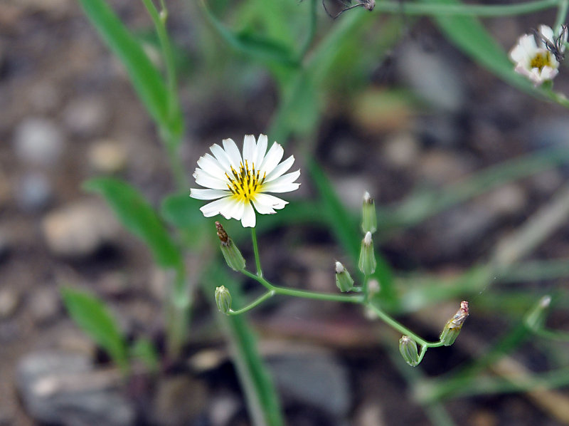 Image of Ixeridium gramineum specimen.