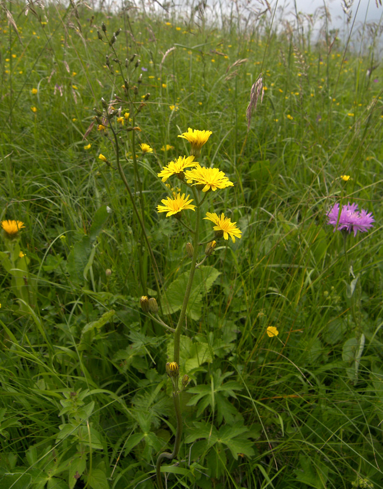 Image of Crepis caucasigena specimen.