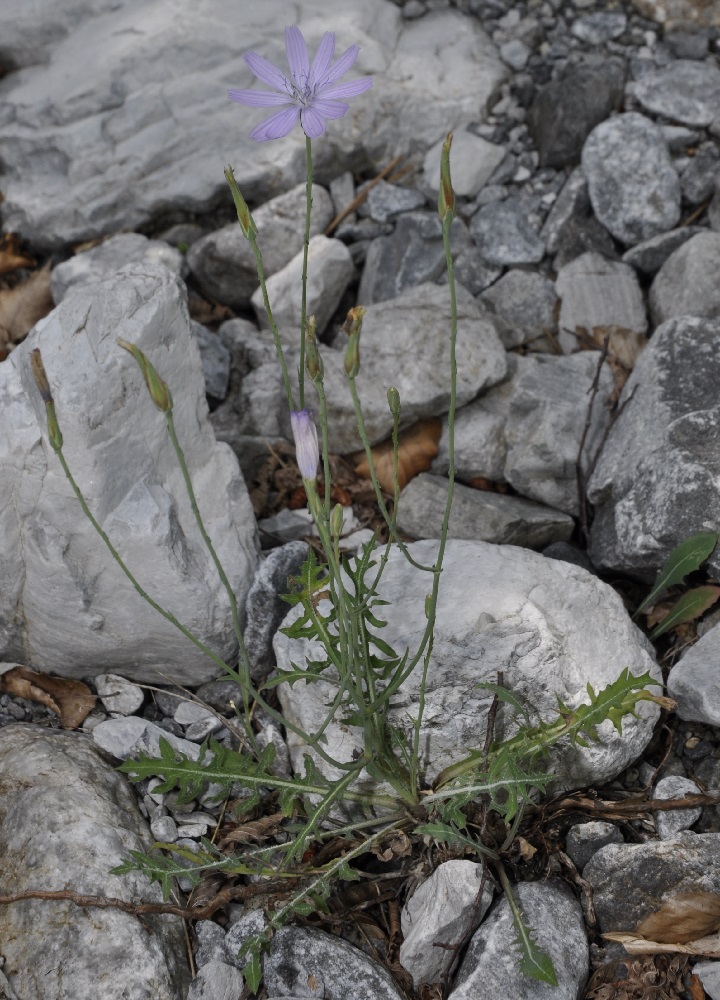 Image of Lactuca intricata specimen.