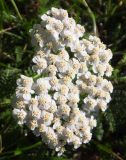 Achillea millefolium. Соцветие. Мурманская обл., Североморский р-н, пгт Росляково, обочина просёлка. 03.08.2014.