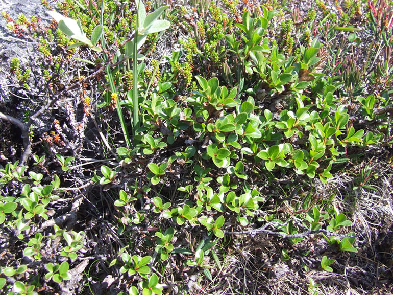 Image of Salix myrsinites specimen.