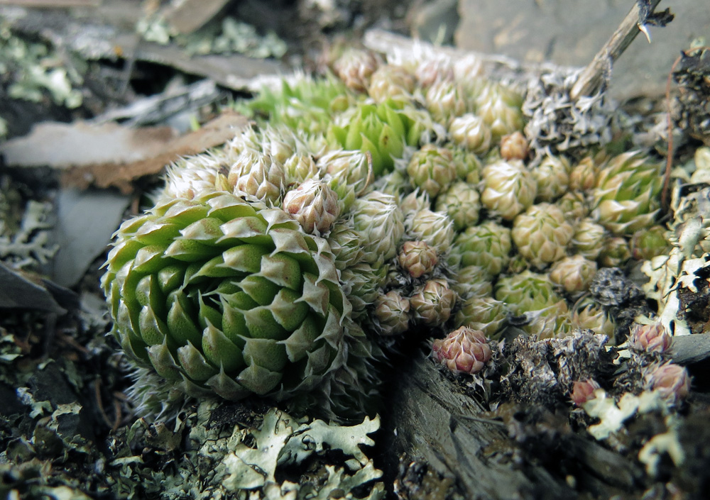 Изображение особи Orostachys spinosa.