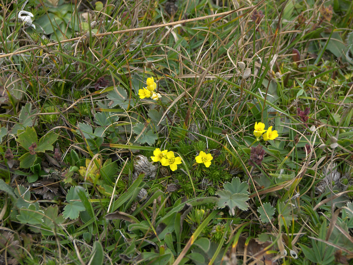 Изображение особи Draba scabra.