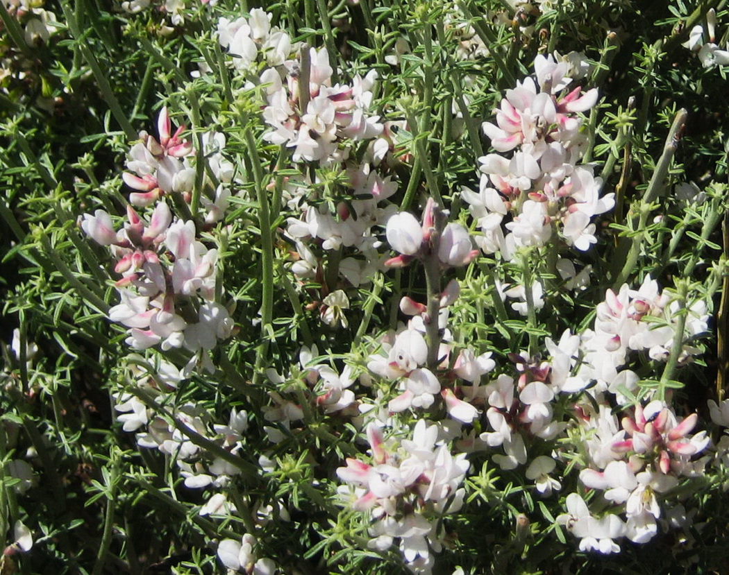 Image of Cytisus supranubius specimen.